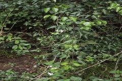 Jasminum flexile var. ovatum